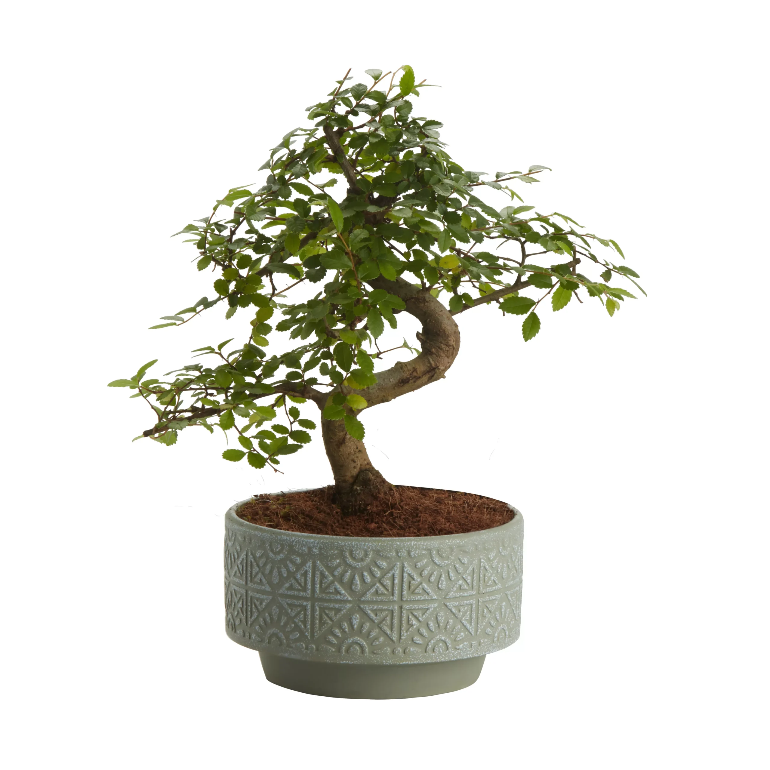 Bonsai In 15cm Grey Ceramic Decorative Pot 1 Bonsai In 15cm Grey Ceramic Decorative Pot