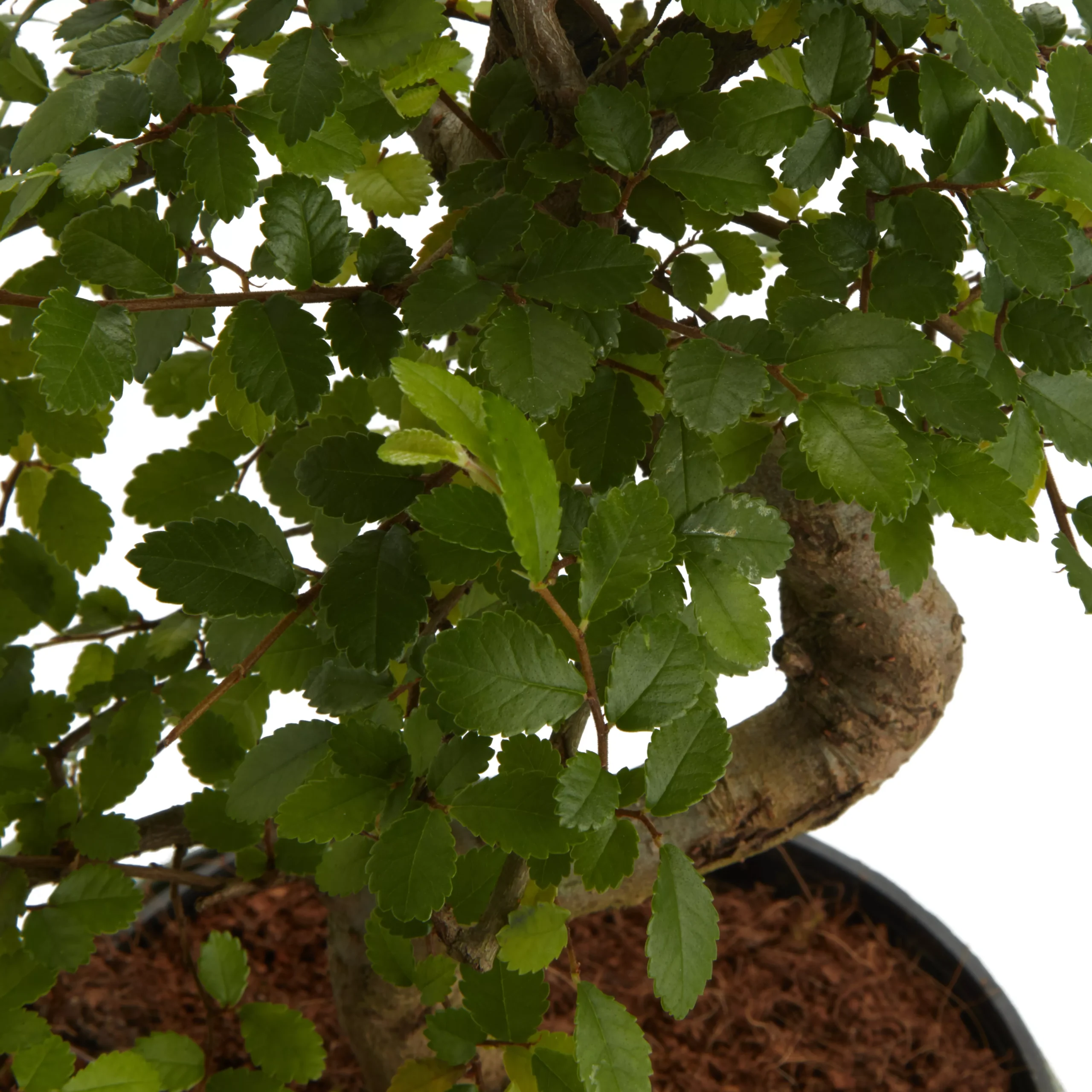 Bonsai In 15cm Grey Ceramic Decorative Pot 2 Bonsai In 15cm Grey Ceramic Decorative Pot - Image 2