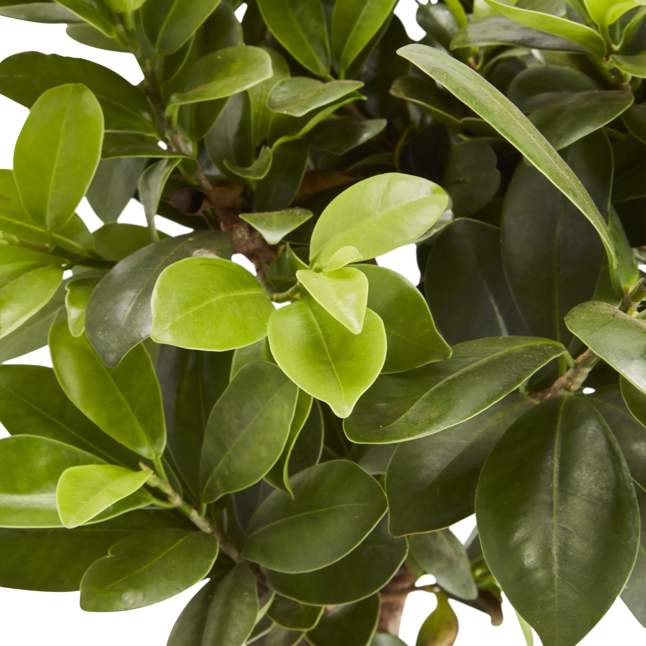 Bonsai In 17cm Terracotta Plastic Pot 2 Bonsai In 17cm Terracotta Plastic Pot - Image 2