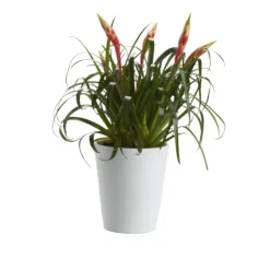 Bromeliad In 12cm White Ceramic Decorative Pot -Garden & Outdoors bromeliad in 12cm white ceramic decorative pot3663602463450 21c bq
