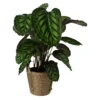 Calathea In 19cm Natural Cattail & Plastic Decorative Pot