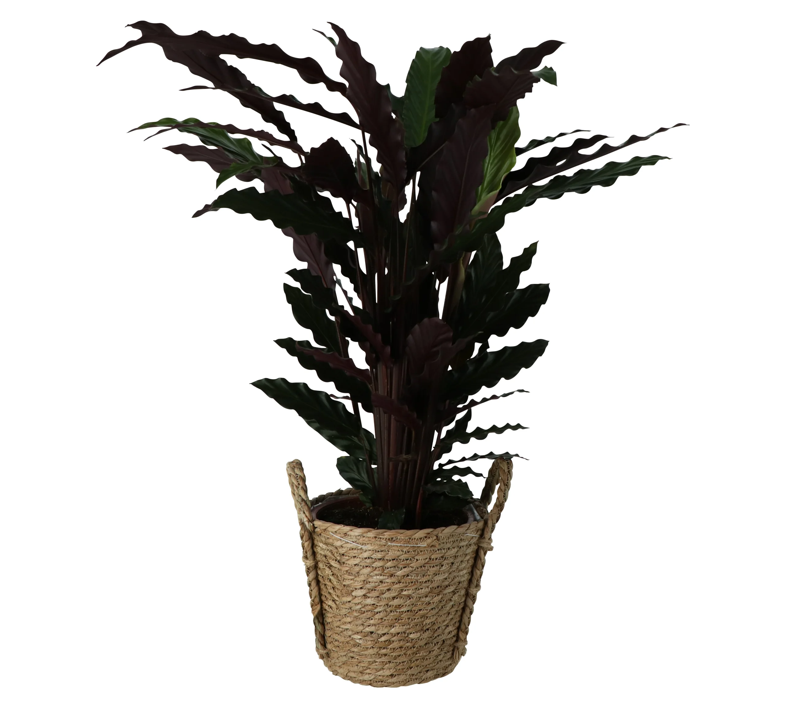 Calathea Wavestar In 19cm Natural Cattail & Plastic Decorative Pot 1 Calathea Wavestar In 19cm Natural Cattail & Plastic Decorative Pot