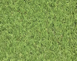 Dennis Artificial Grass 8m² (T)22mm -Garden & Outdoors dennis artificial grass 8m t 22mm3663602425175 36c