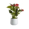 Flamingo Flower In 12cm White Ceramic Decorative Pot