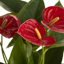 Flamingo Flower In 12cm White Ceramic Decorative Pot 6 Flamingo Flower In 12cm White Ceramic Decorative Pot -Garden & Outdoors flamingo flower in 12cm white ceramic decorative pot3663602497288 36c bq