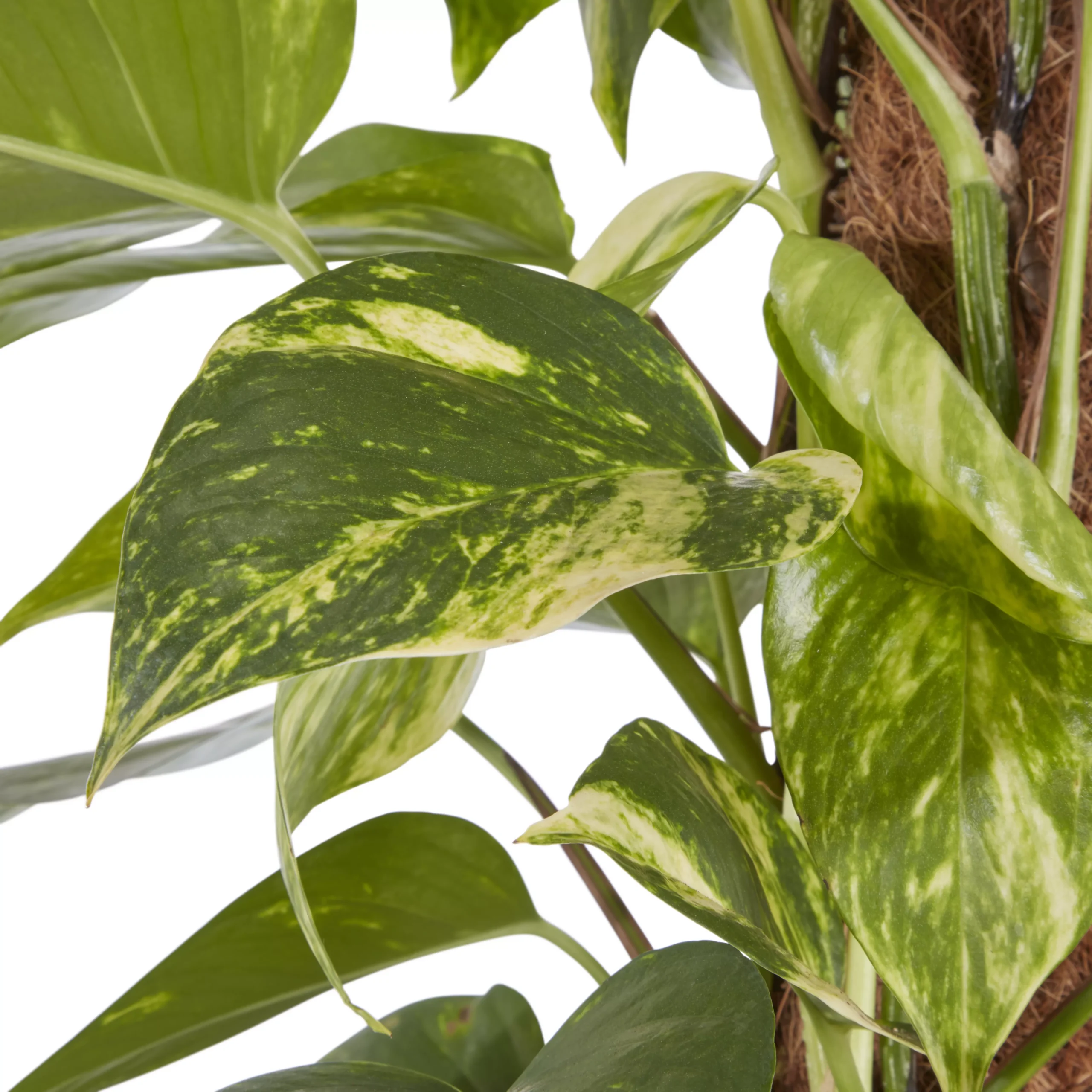 Kentia Palm In 19cm Terracotta Plastic Grow Pot 3 Kentia Palm In 19cm Terracotta Plastic Grow Pot - Image 3