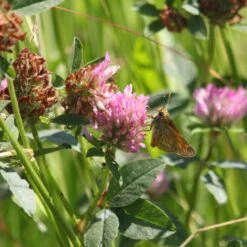 Meadowmat Wildflower Turf, 20m² Pack 10 Meadowmat Wildflower Turf, 20m² Pack -Garden & Outdoors meadowmat wildflower turf 20m pack04168157 02i