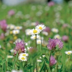 Meadowmat Wildflower Turf, 20m² Pack 11 Meadowmat Wildflower Turf, 20m² Pack -Garden & Outdoors meadowmat wildflower turf 20m pack04168157 03i bq
