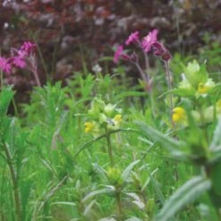 Meadowmat Wildflower Turf, 20m² Pack 13 Meadowmat Wildflower Turf, 20m² Pack -Garden & Outdoors meadowmat wildflower turf 20m pack04168157 05i bq