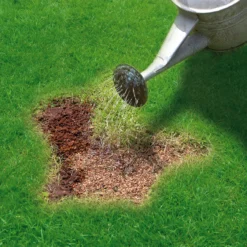 Miracle-Gro Patch Magic Plant Feed 16m² 3.6kg 7 Miracle-Gro Patch Magic Plant Feed 16m² 3.6kg -Garden & Outdoors miracle gro patch magic plant feed 16m 3 6kg5010272087154 02i bq