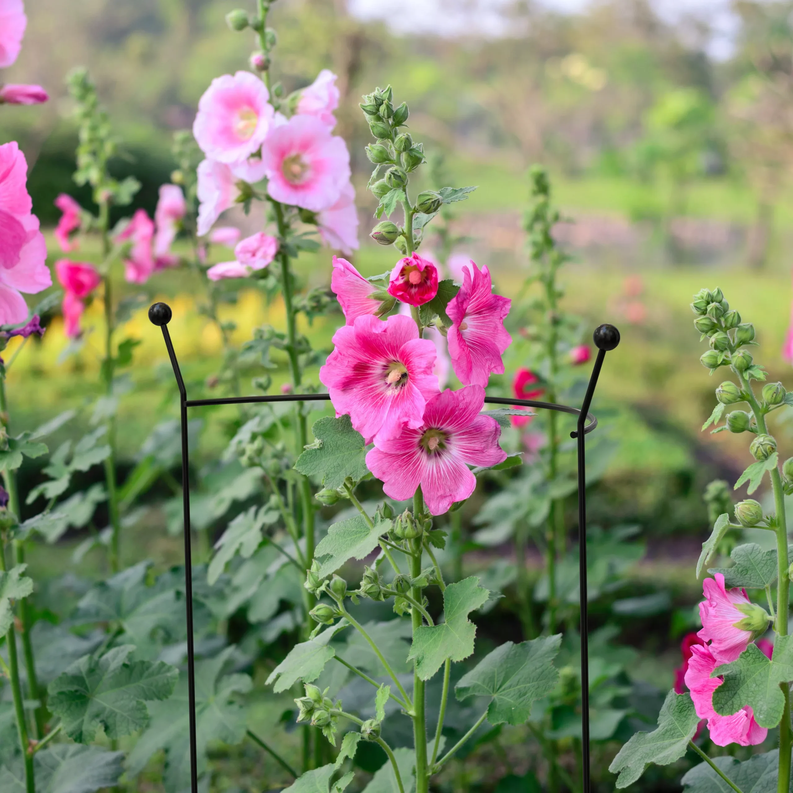 Panacea Steel Curved Plant Support (L)76cm (Dia)46cm 2 Panacea Steel Curved Plant Support (L)76cm (Dia)46cm - Image 2