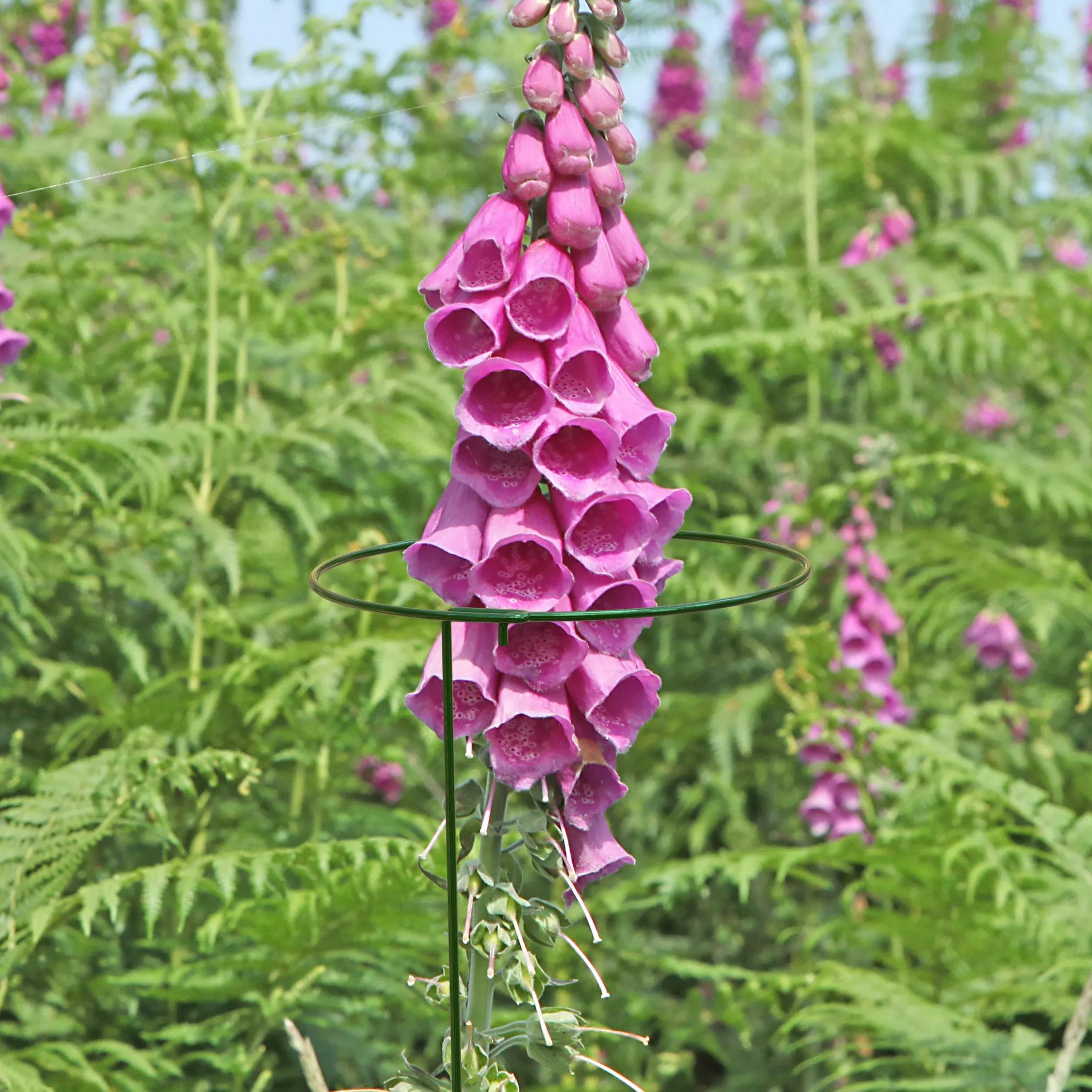 Panacea Steel Single Stem Plant Support (L)122cm (Dia)20.3cm, Pack Of 3 2 Panacea Steel Single Stem Plant Support (L)122cm (Dia)20.3cm, Pack Of 3 - Image 2