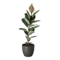 Rubber Plant In 24cm Assorted Ceramic Decorative Pot 5 Rubber Plant In 24cm Assorted Ceramic Decorative Pot -Garden & Outdoors rubber plant in 24cm assorted ceramic decorative pot5059340827810 22c