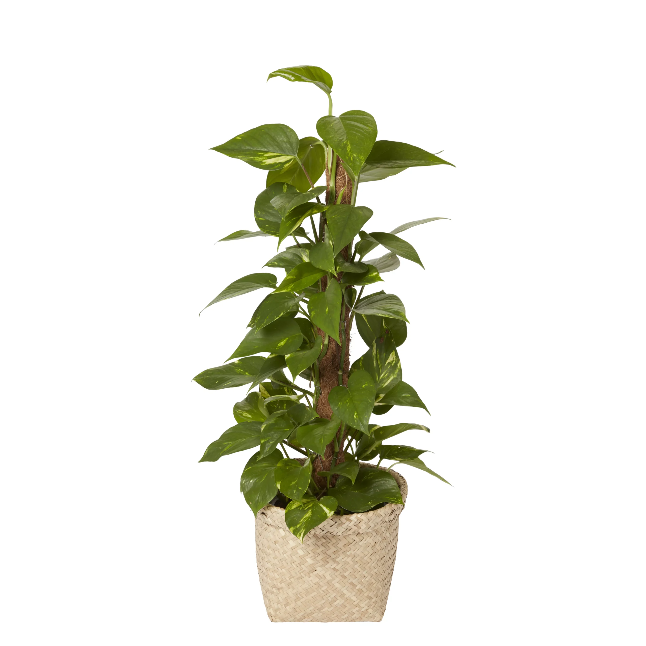 Seagrass Herringbone Plant Pot (Dia)26.5cm 2 Seagrass Herringbone Plant Pot (Dia)26.5cm - Image 2
