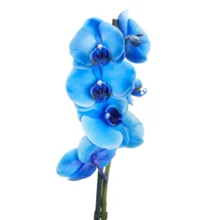 Single Stem Blue Moth Orchid In 12cm Clear Plastic Grow Pot -Garden & Outdoors single stem blue moth orchid in 12cm clear plastic grow pot3663602462927 37c bq