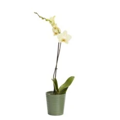 Single Stem Orchid In 12cm Assorted Ceramic Decorative Pot