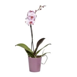 Single Stem Orchid In 12cm Assorted Ceramic Decorative Pot -Garden & Outdoors single stem orchid in 12cm assorted ceramic decorative pot3663602462941 22c bq