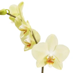 Single Stem Orchid In 12cm Assorted Ceramic Decorative Pot -Garden & Outdoors single stem orchid in 12cm assorted ceramic decorative pot3663602462941 36c bq