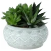 Succulent In 14cm Assorted Ceramic Decorative Pot