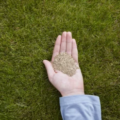 Verve Easy Start Coated Grass Seeds, 1.5kg 8 Verve Easy Start Coated Grass Seeds, 1.5kg -Garden & Outdoors verve easy start coated grass seeds 1 5kg3663602947493 01i