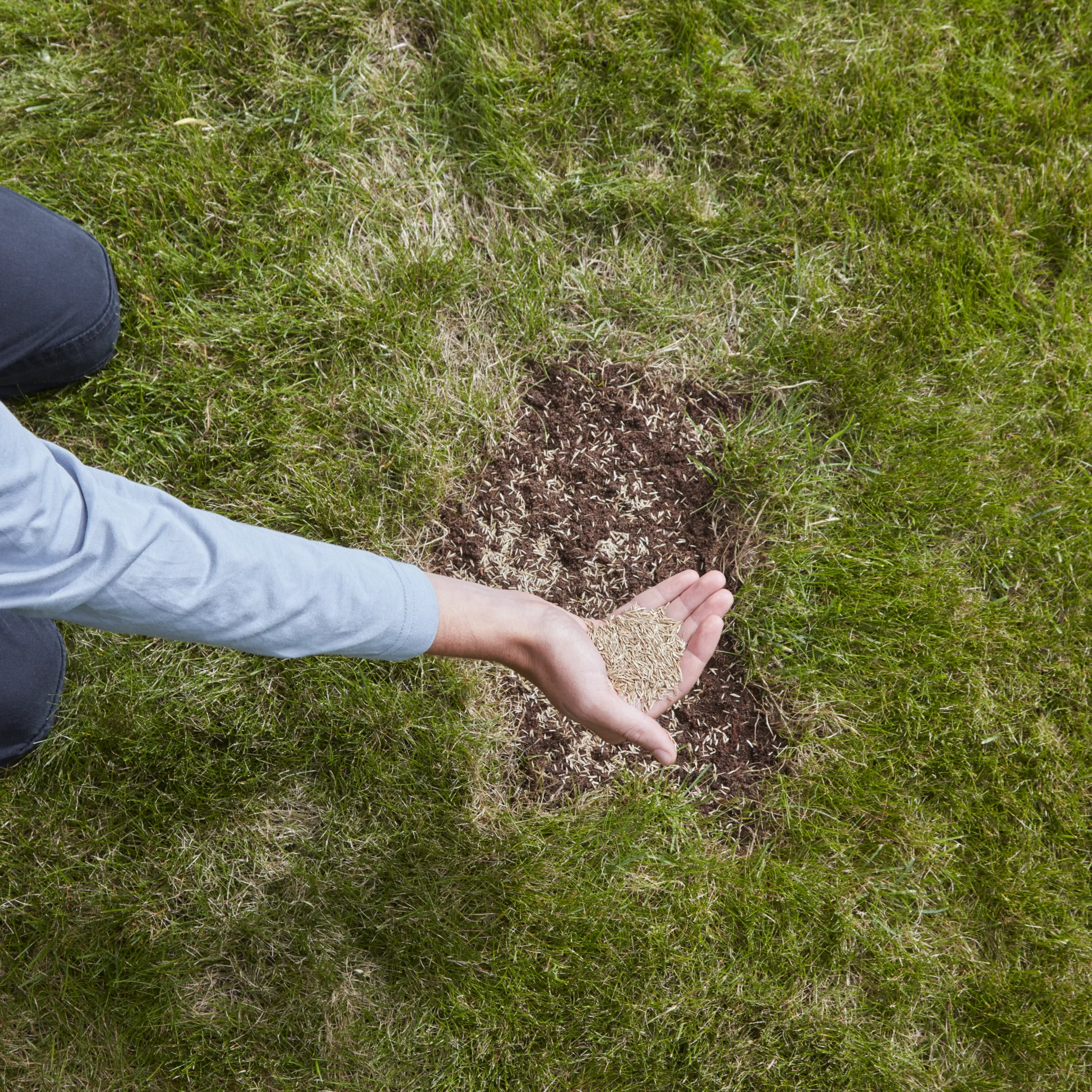 Verve Easy Start Coated Grass Seeds, 1.5kg 5 Verve Easy Start Coated Grass Seeds, 1.5kg - Image 5