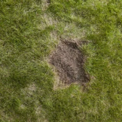 Verve Easy Start Coated Grass Seeds, 1.5kg 11 Verve Easy Start Coated Grass Seeds, 1.5kg -Garden & Outdoors verve easy start coated grass seeds 1 5kg3663602947493 04i