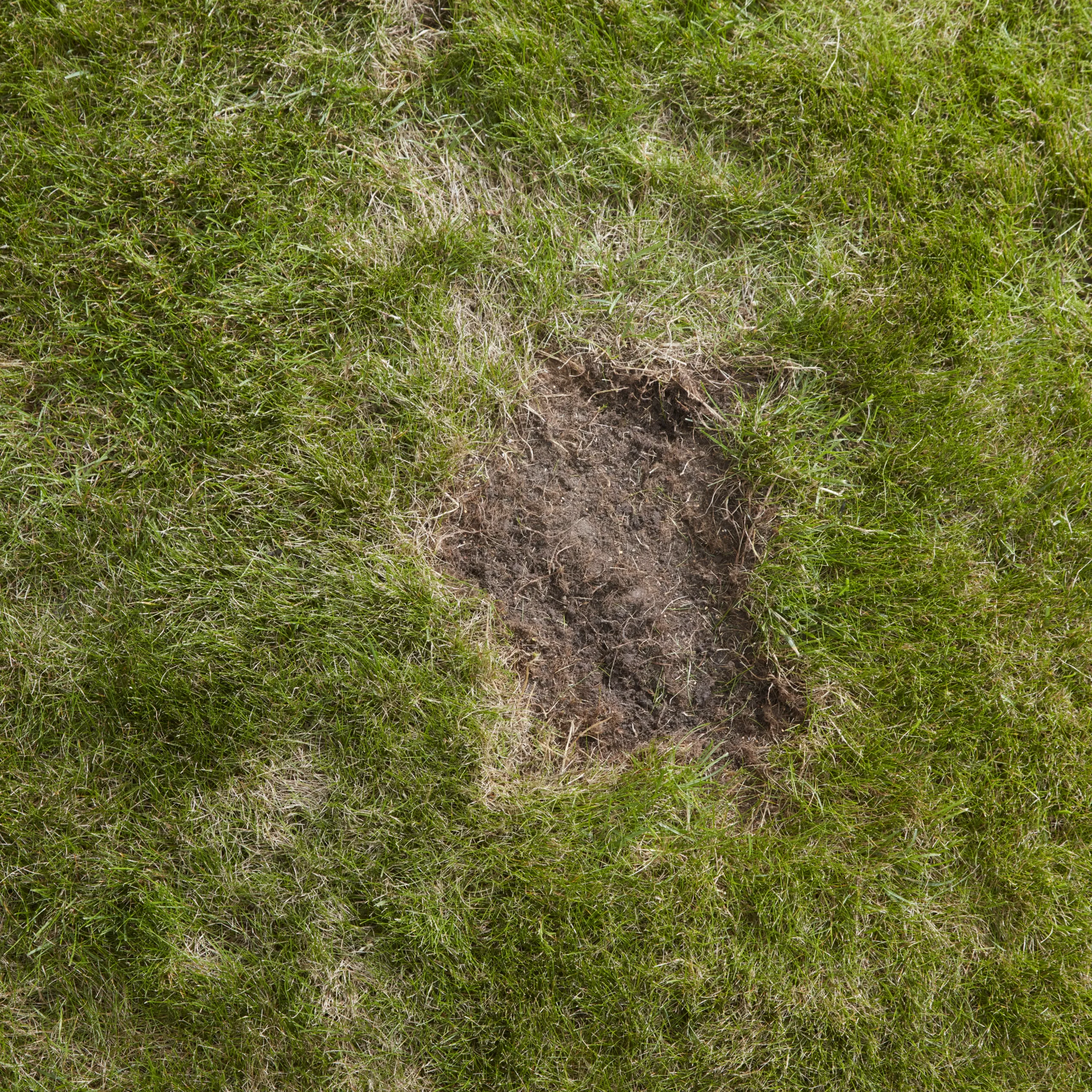 Verve Easy Start Coated Grass Seeds, 1.5kg 6 Verve Easy Start Coated Grass Seeds, 1.5kg - Image 6