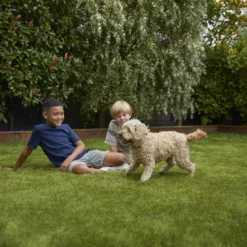 Verve Family & Sports Grass Seeds, 5kg 16 Verve Family & Sports Grass Seeds, 5kg -Garden & Outdoors verve family sports grass seeds 5kg3663602947516 05i