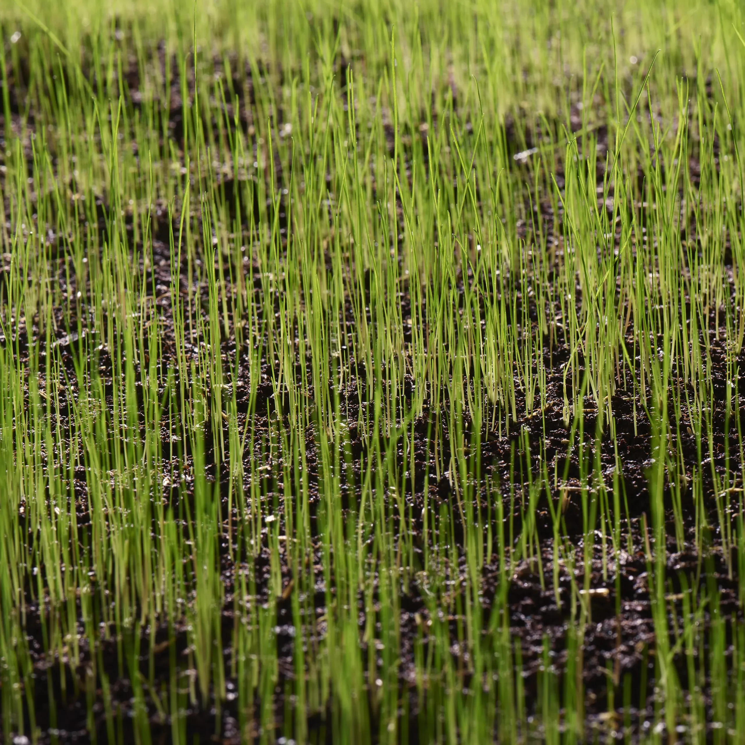 Verve Family & Sports Grass Seeds, 5kg 11 Verve Family & Sports Grass Seeds, 5kg - Image 11