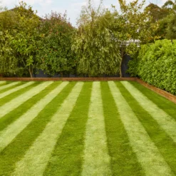 Verve Fine English Grass Seeds, 1.25kg -Garden & Outdoors verve fine english grass seeds 1 25kg3663602947592 02i