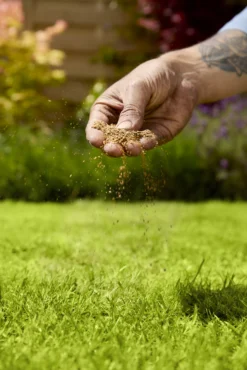 Verve Mamaterra Lawn Feed Granules 100m² 2.5kg 6 Verve Mamaterra Lawn Feed Granules 100m² 2.5kg -Garden & Outdoors verve mamaterra lawn feed granules 100m 2 5kg5063022034779 02i