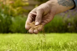 Verve Mamaterra Lawn Feed Granules 100m² 2.5kg 7 Verve Mamaterra Lawn Feed Granules 100m² 2.5kg -Garden & Outdoors verve mamaterra lawn feed granules 100m 2 5kg5063022034779 03i