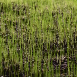 Verve Shady Grass Seeds, 1.25kg 11 Verve Shady Grass Seeds, 1.25kg -Garden & Outdoors verve shady grass seeds 1 25kg3663602947516 10i