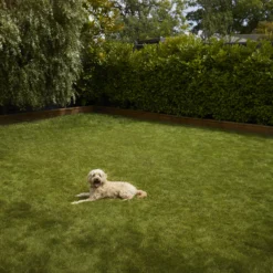 Verve Shady Grass Seeds, 1.25kg 10 Verve Shady Grass Seeds, 1.25kg -Garden & Outdoors verve shady grass seeds 1 25kg3663602947554 03i