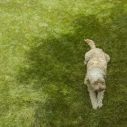 Verve Shady Grass Seeds, 5kg -Garden & Outdoors verve shady grass seeds 5kg3663602947554 01i