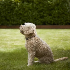 Verve Shady Grass Seeds, 5kg -Garden & Outdoors verve shady grass seeds 5kg3663602947554 02i