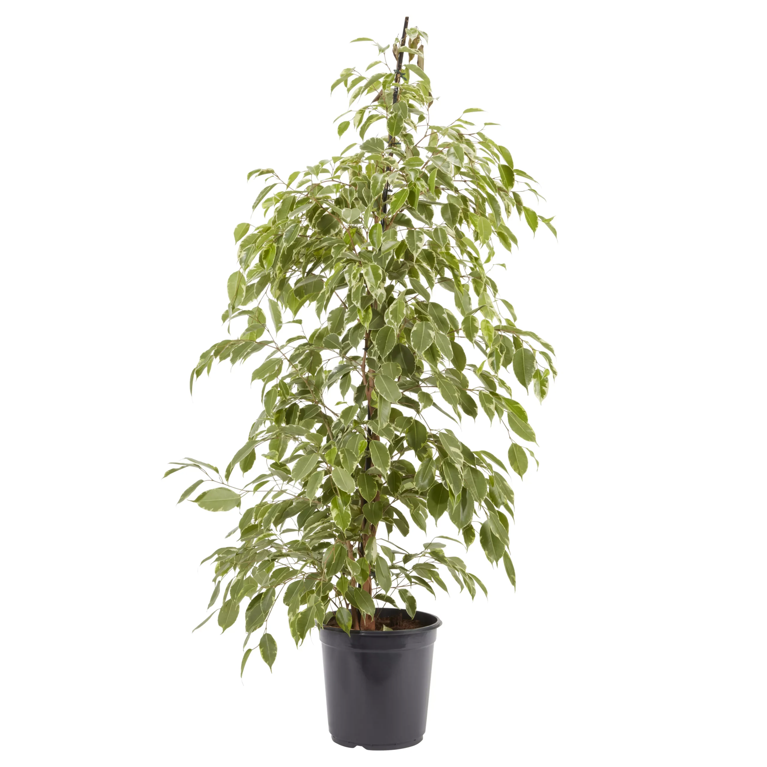 Weeping Fig In 21cm Black Plastic Grow Pot 1 Weeping Fig In 21cm Black Plastic Grow Pot