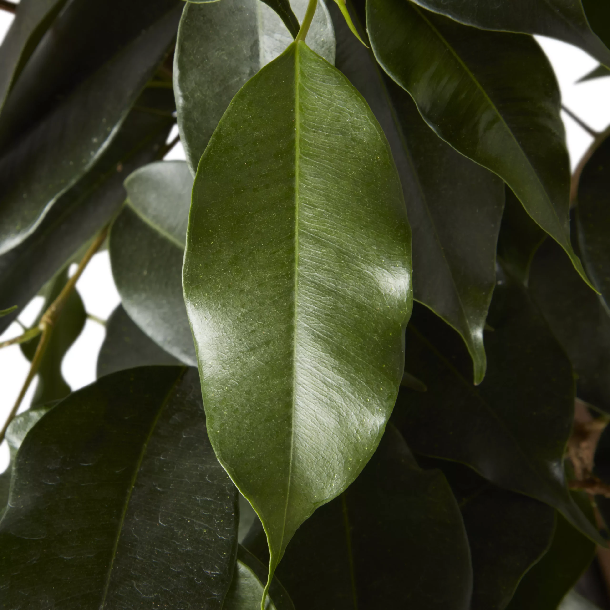 Weeping Fig In 21cm Black Plastic Grow Pot 2 Weeping Fig In 21cm Black Plastic Grow Pot - Image 2