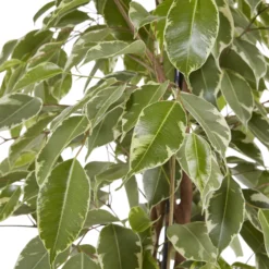 Weeping Fig In 21cm Black Plastic Grow Pot 6 Weeping Fig In 21cm Black Plastic Grow Pot -Garden & Outdoors weeping fig in 21cm black plastic grow pot3663602462606 37c bq