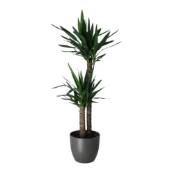Yucca In 24cm Assorted Ceramic Decorative Pot 5 Yucca In 24cm Assorted Ceramic Decorative Pot -Garden & Outdoors yucca in 24cm assorted ceramic decorative pot5059340832647 22c