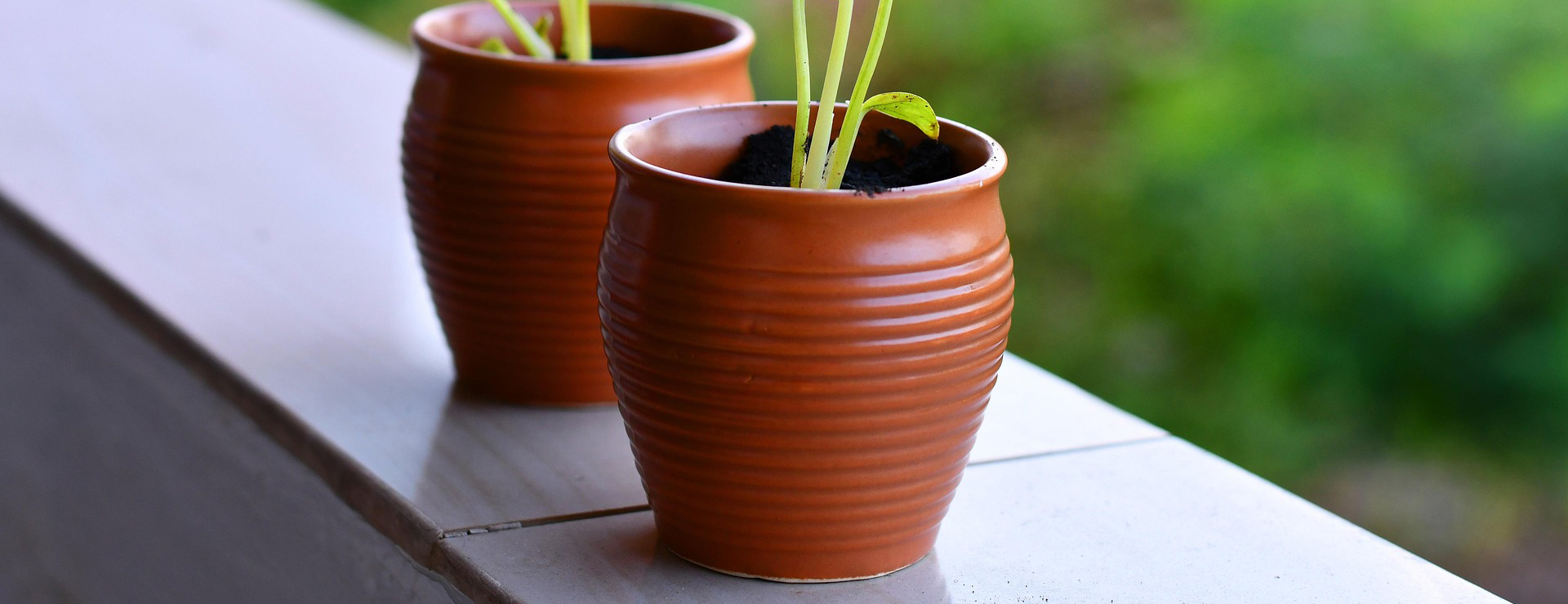 Garden & Outdoors 4 Garden & Outdoors -Garden & Outdoors saplings 5620933 1920